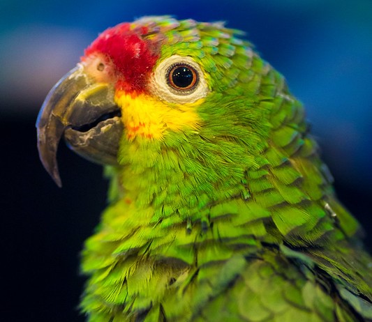 Photo of a colorful green parrot.