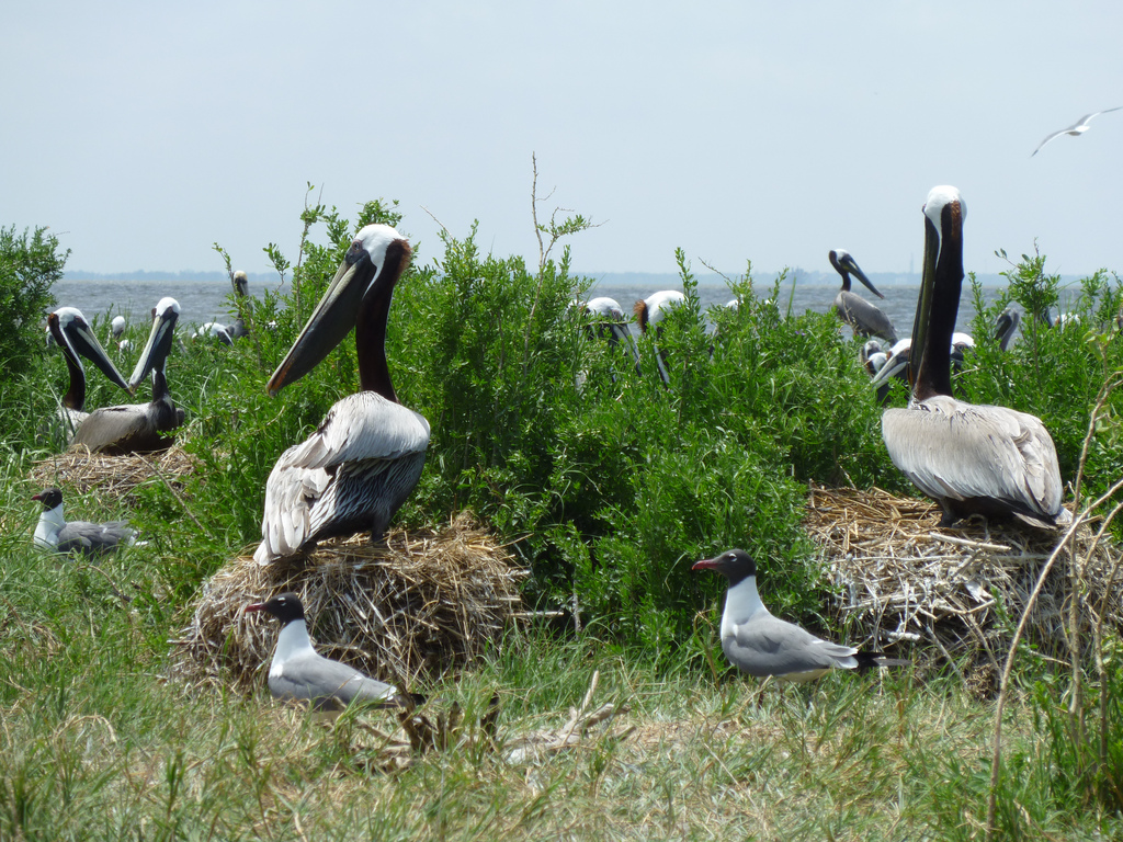 Pelicans nesting on small interior barrier island, east of Buras, LA.