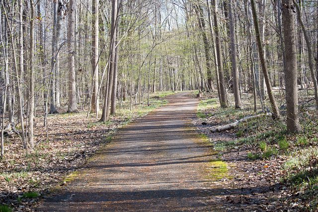 dirt path through woods