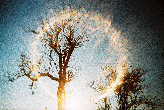 Image of sun shinning through a tree.