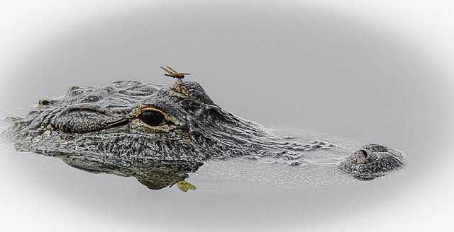 Image of an alligator.