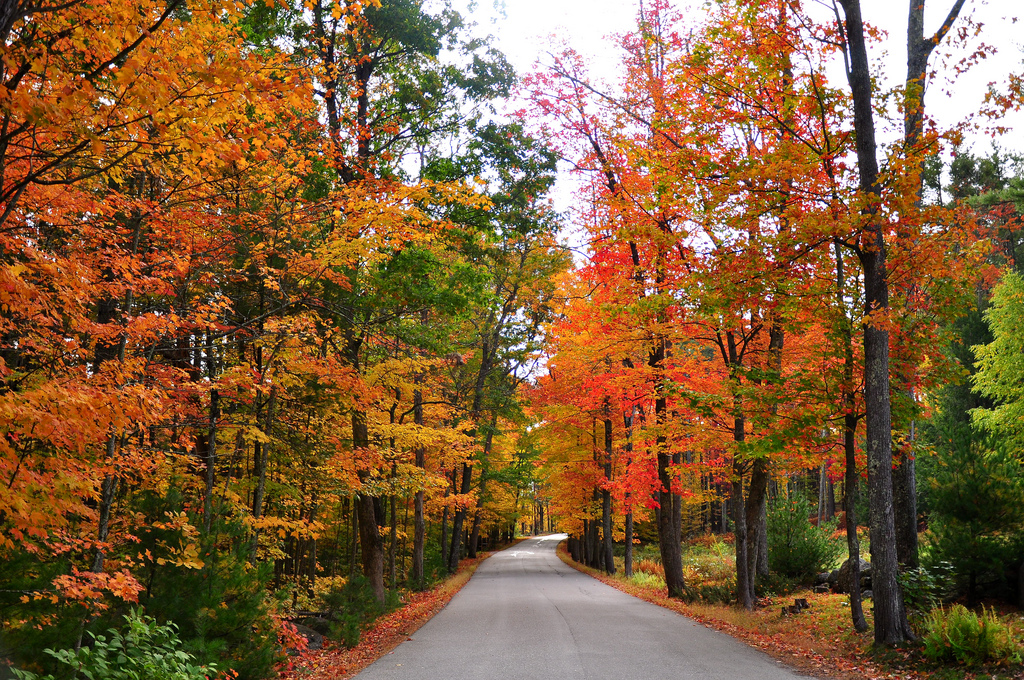 The photo shows a road with threes along in beautiful colors.