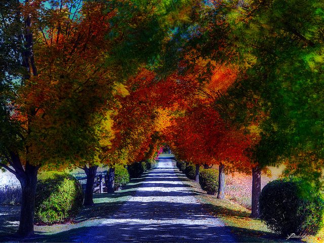 Image of road surrounded by trees in Autumn.