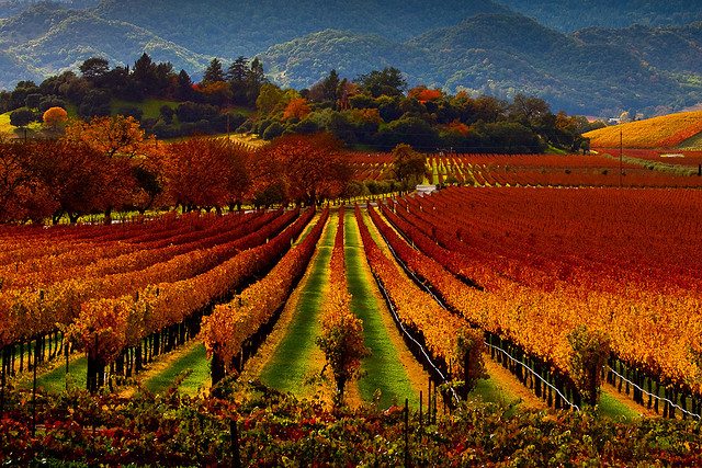Image of a vineyard with fall colors.