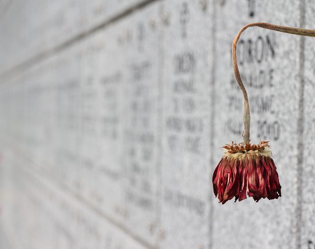 Image of wilting flower in a graveyard.