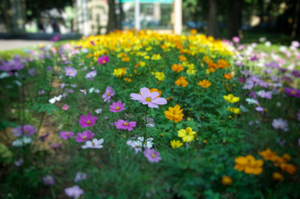 An image of a flower bed in full bloom