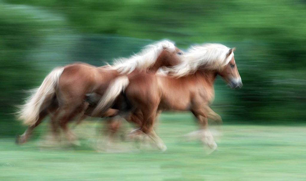 An image of two horses galloping through a field