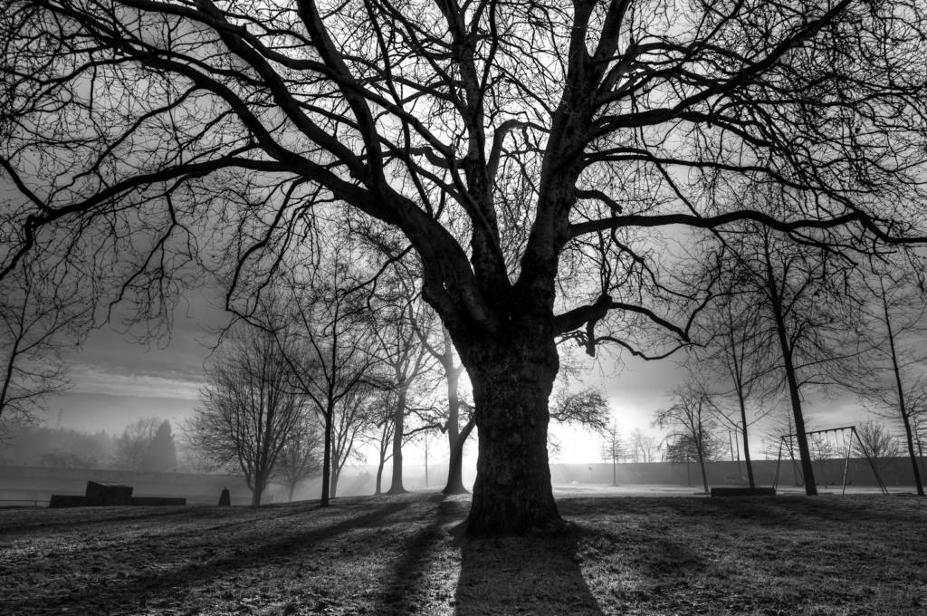 A photo of a tree at night.