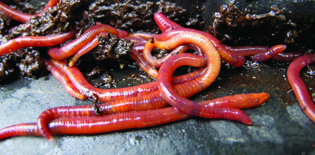 A photo of worms.