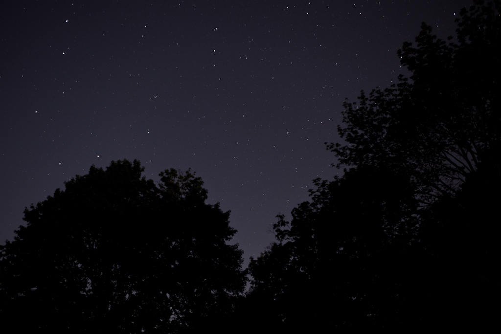 A picture of a starry sky with tree branches in the foreground.