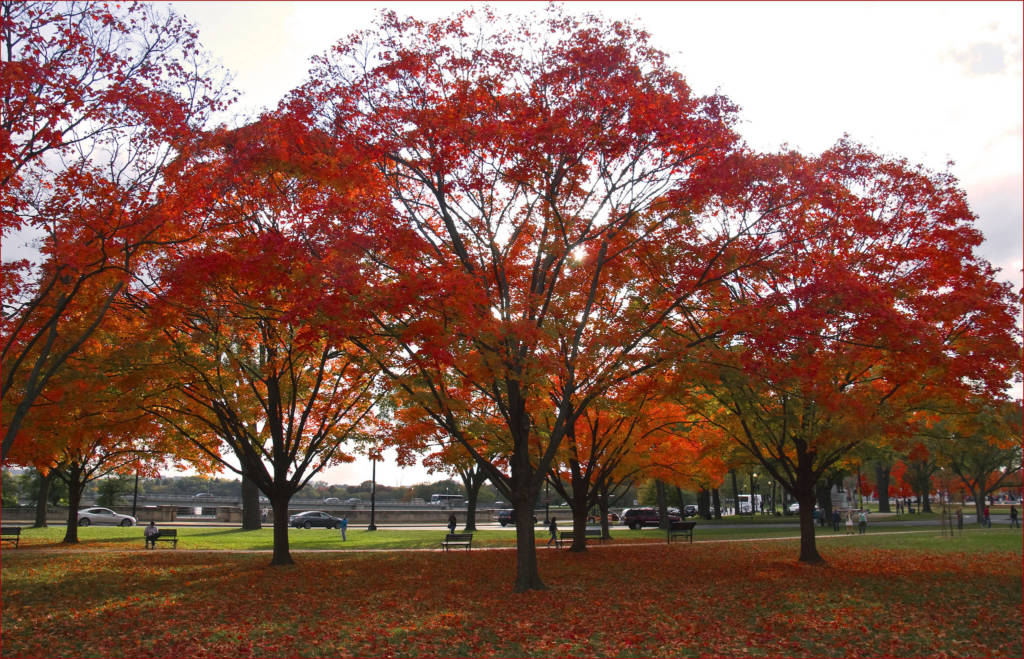 A row of trees with bright red leaves in autumn.
