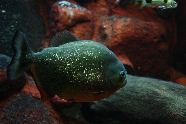 Picture of a red piranha