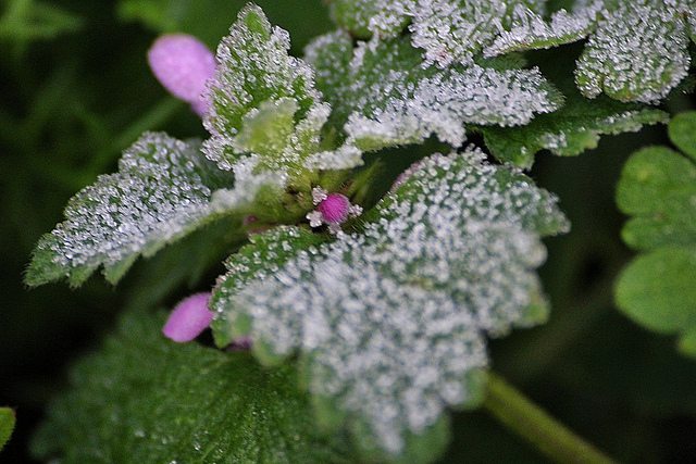 Frost on leaves and flowers