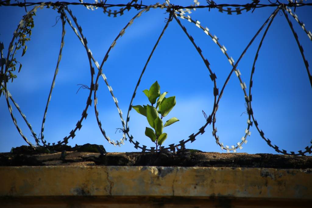 A plant growing with barbed wire all around it.