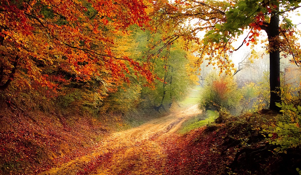 Picture of a road during fall.