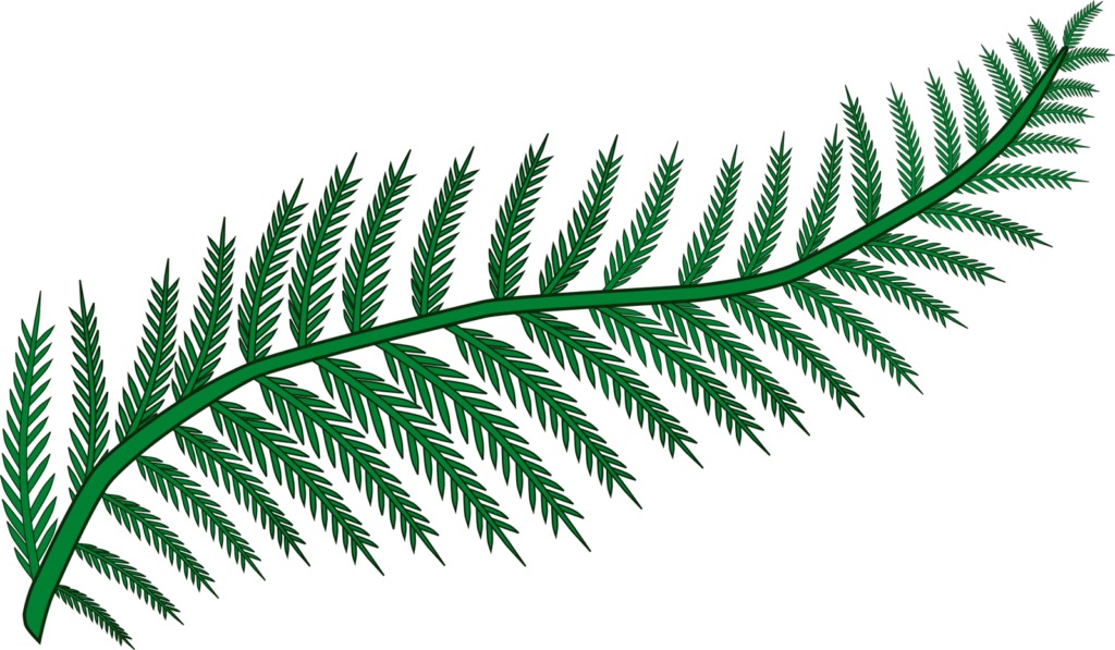 Picture of a fern.
