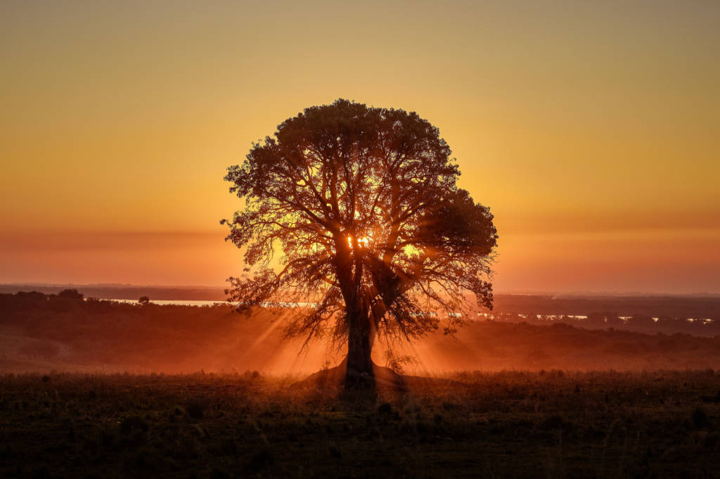 A picture of a tree in front of a sunrise