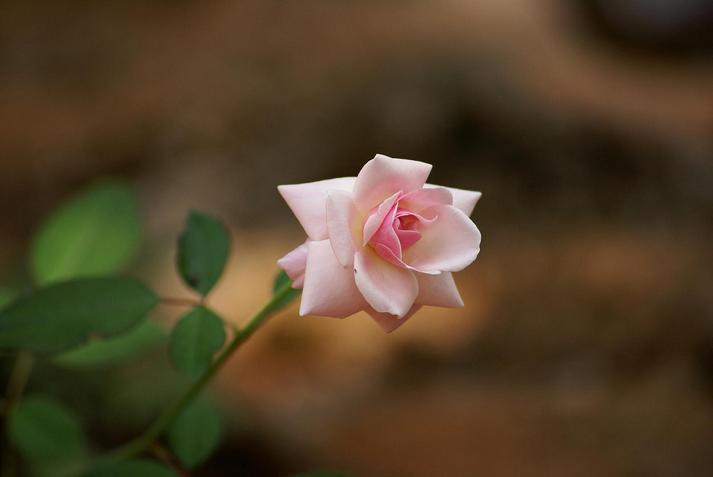 A light pink rose.