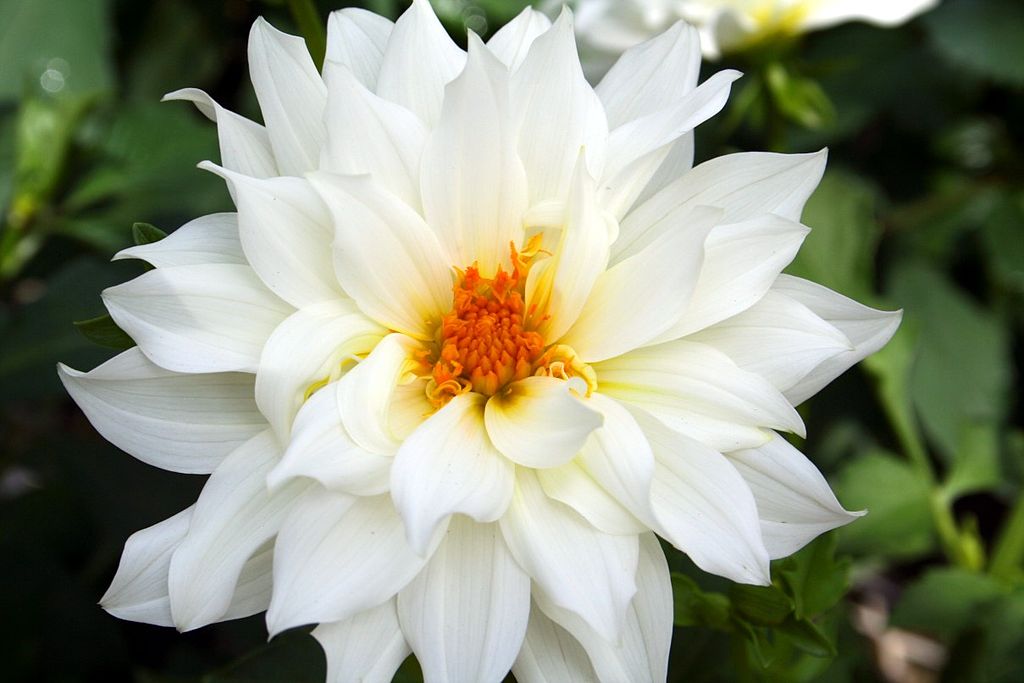 A photograph of a white flower.