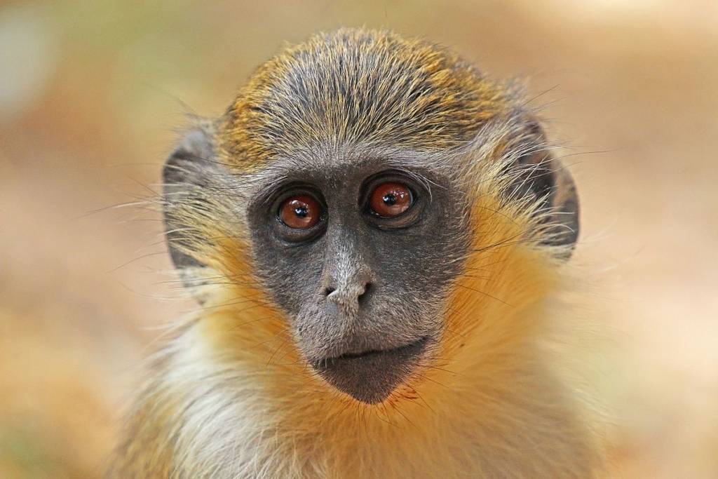 Close-up photo of a small monkey with rust-colored fur around its face.