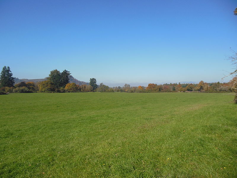Color photo of a large grass field with trees in the distance