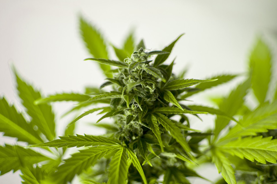 Photo of a marijuana plant