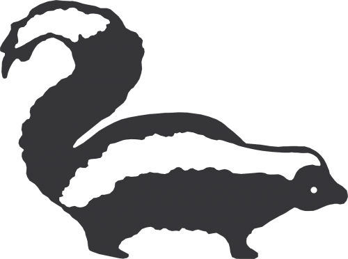Image of a skunk