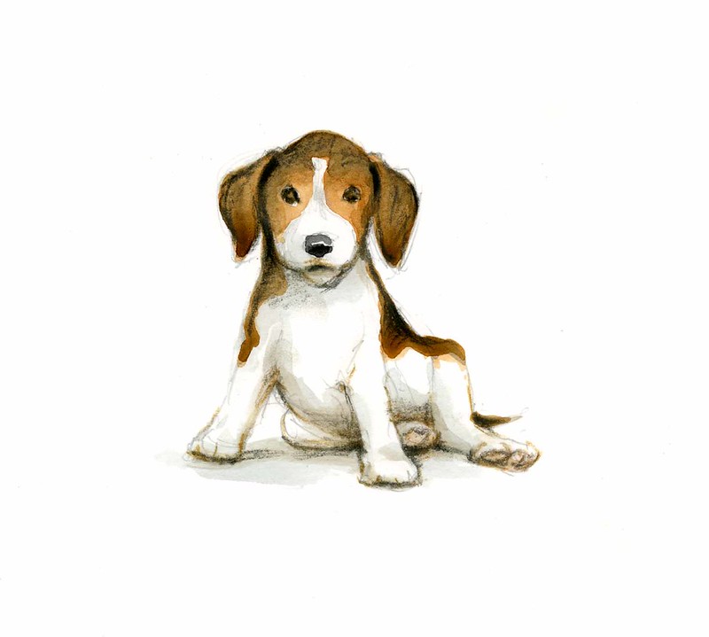 A drawing of a beagle sitting.