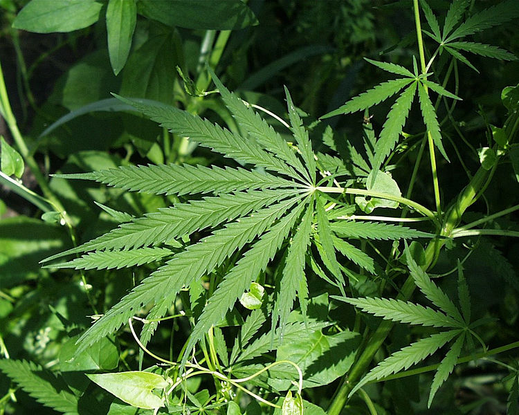 Marijuana leaves sitting in a bundle of plants.