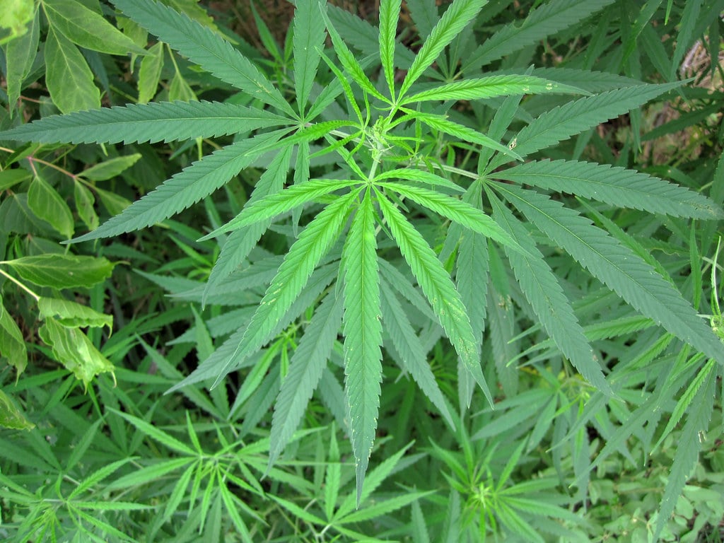 A marijuana plant sits in a bush.
