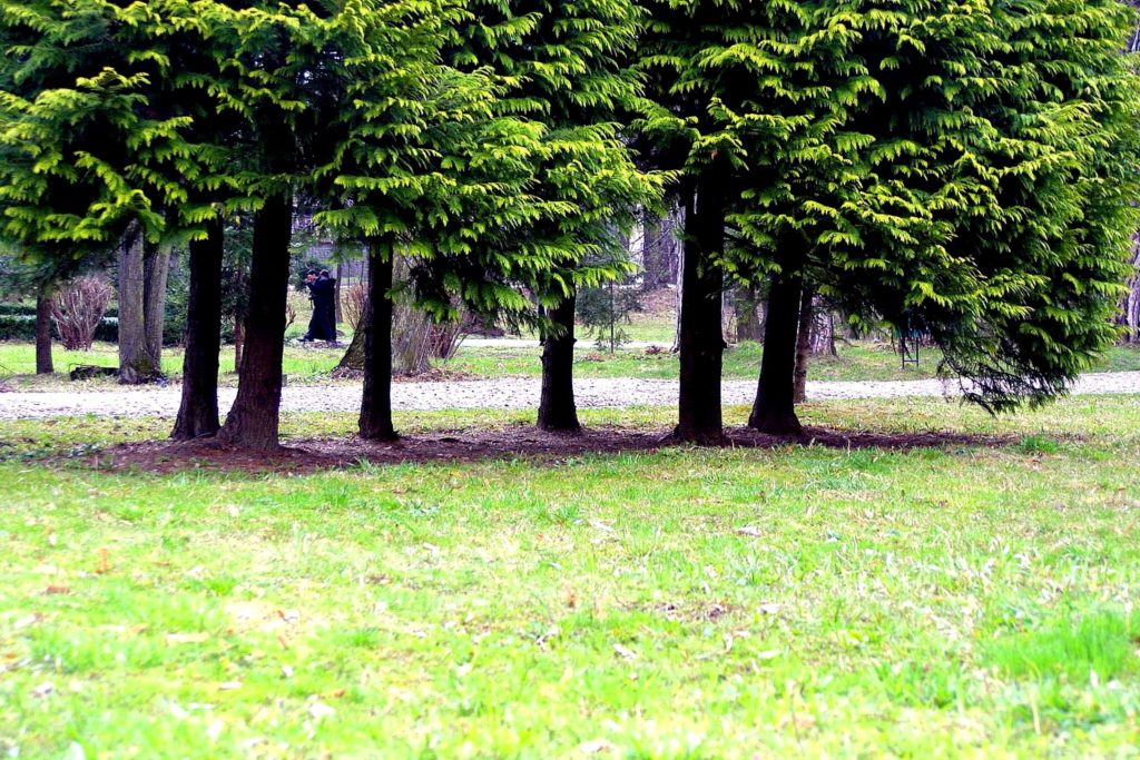 Trees in a park on green grass