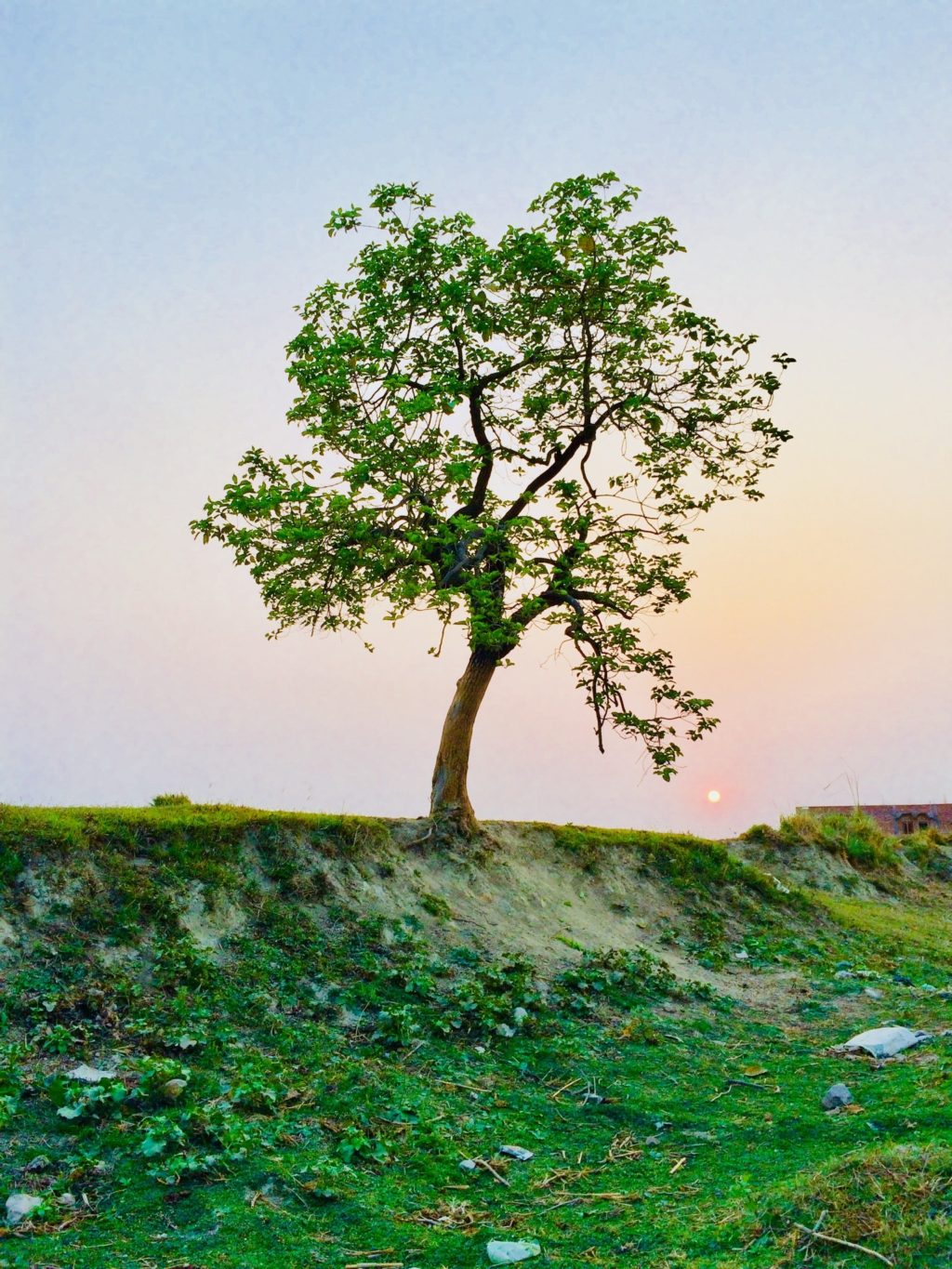 A tree grows on a grassy hillside in front of a light sunrise.