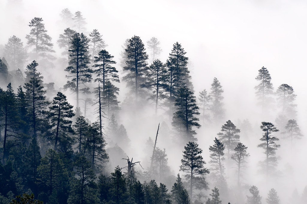 A photo of Black Forest trees clouded by mist