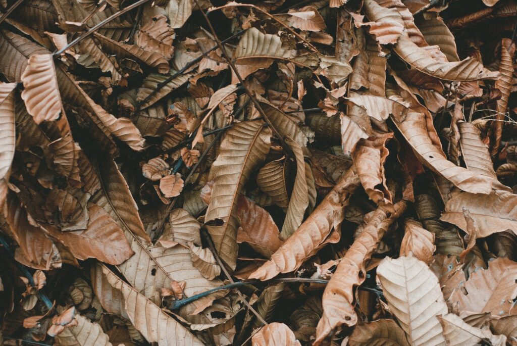 A pile of leaves.