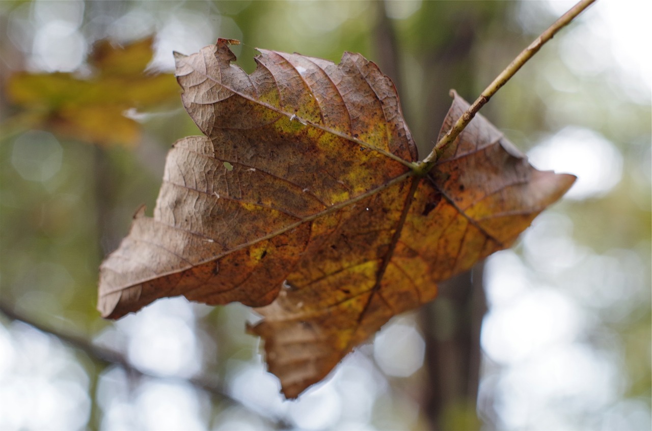 Falling leaf