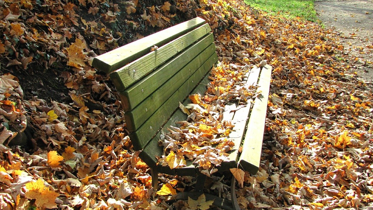 Image of a park bench covered in fallen tree leaves.