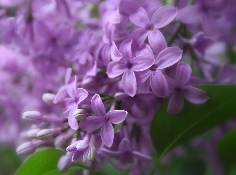 A close up shot of purple lilacs and its leaves.