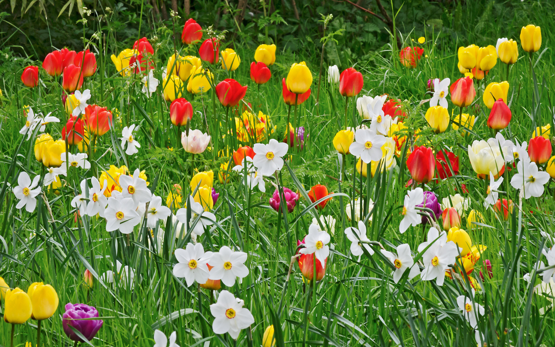 A photo of a bed of white, red, yellow flowers.