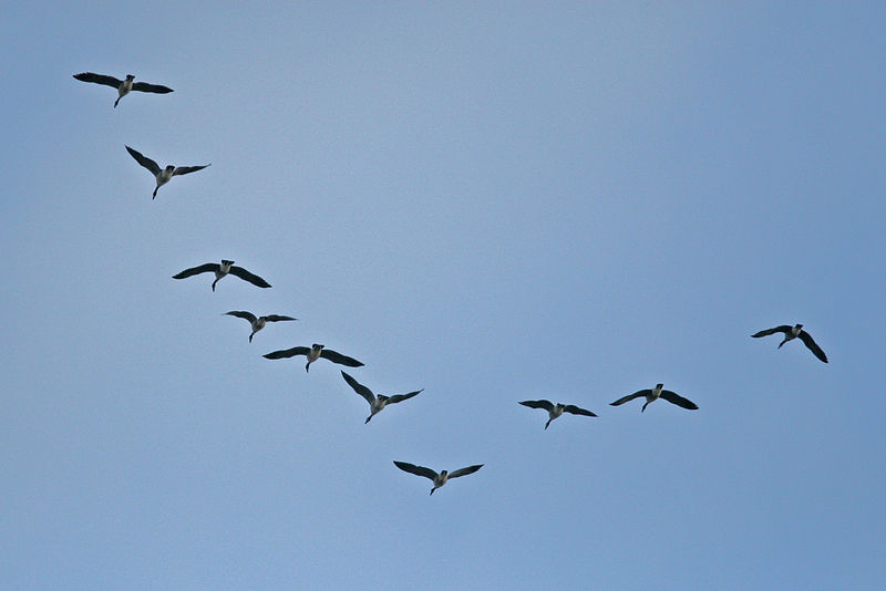 Birds flying in a V formation in the sky