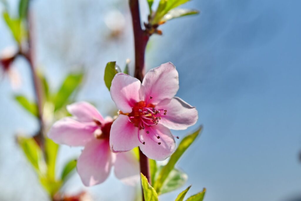 A close up shot of a pink flower.