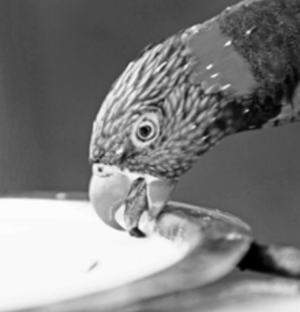 Photo of a parrot drinking from a plate.