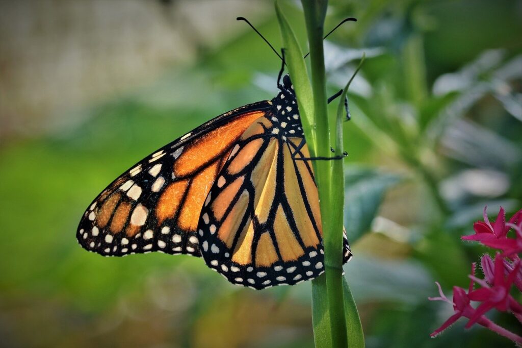 Image of a butterfly perched upon a plant.