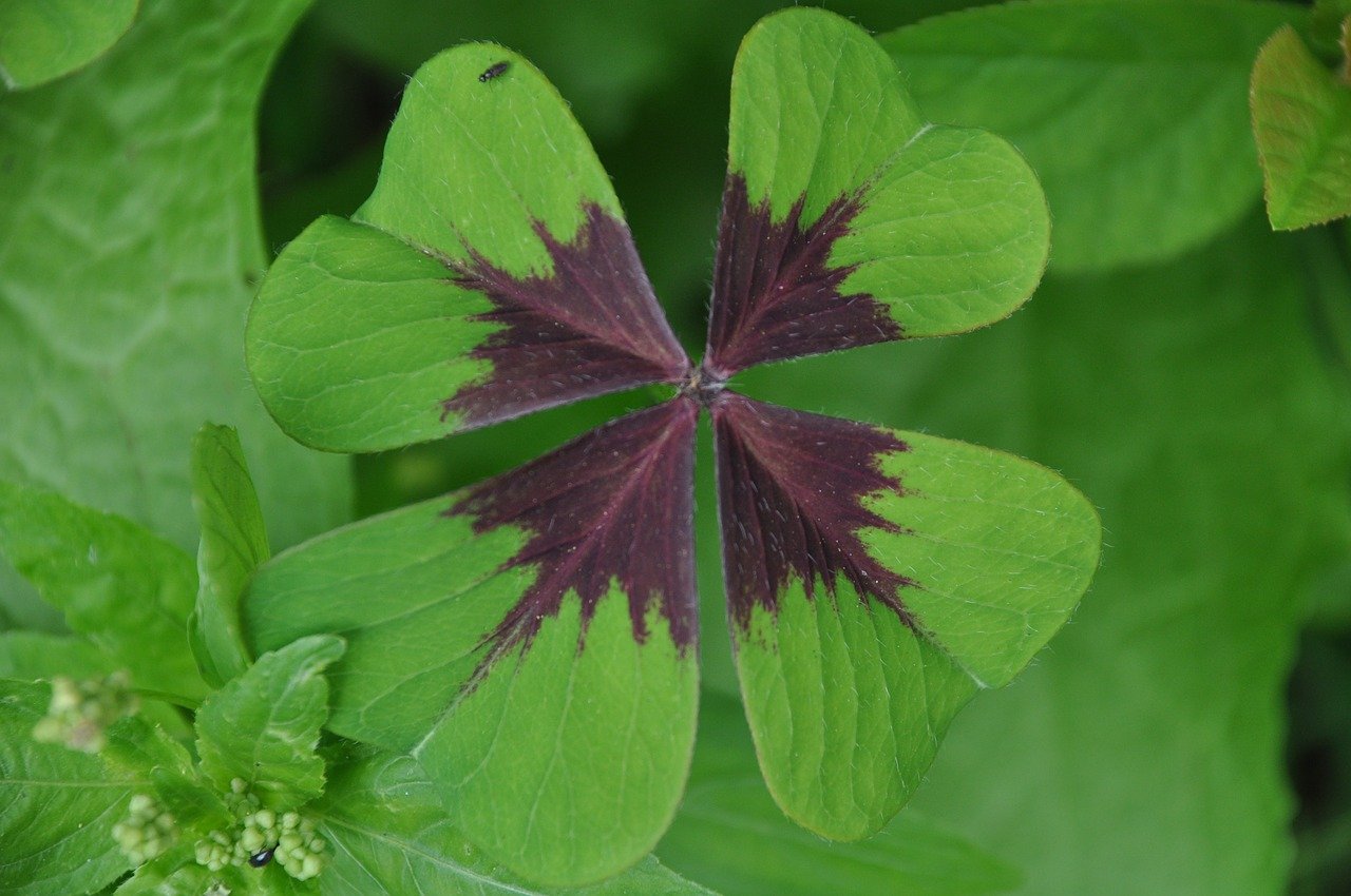 A photo of a four leaf clover.