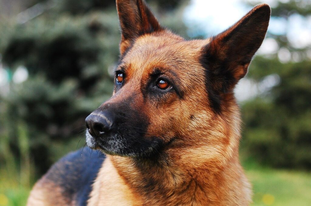 Photo of a German Shepard dog standing outside.