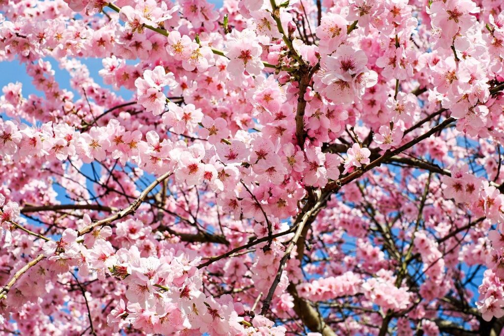 A photo of cherry blossoms.