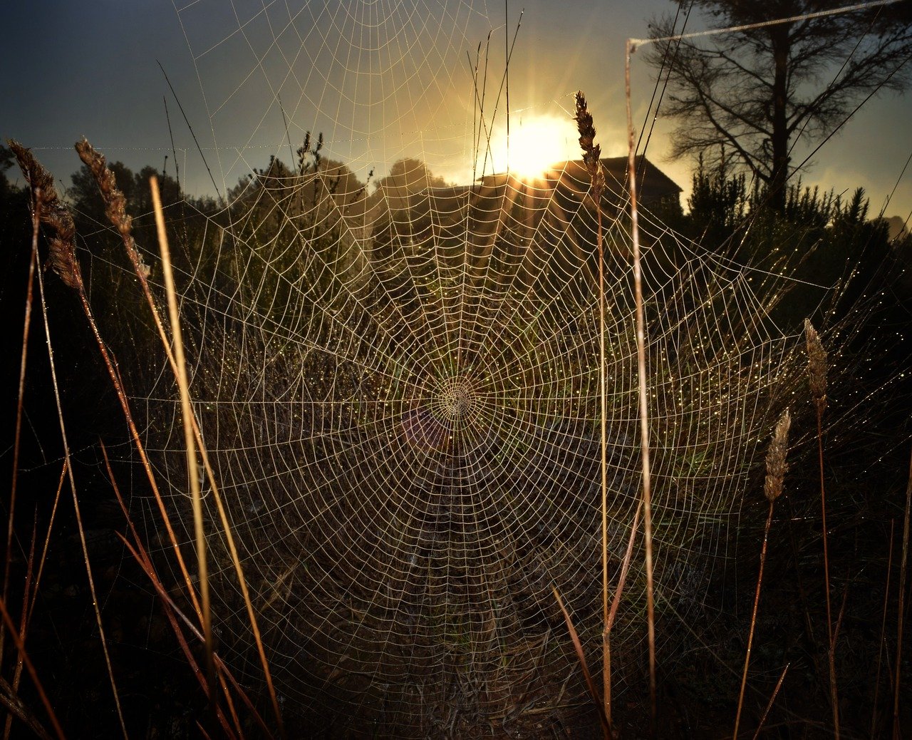 Photo of a spider web with the sun setting in the distance.