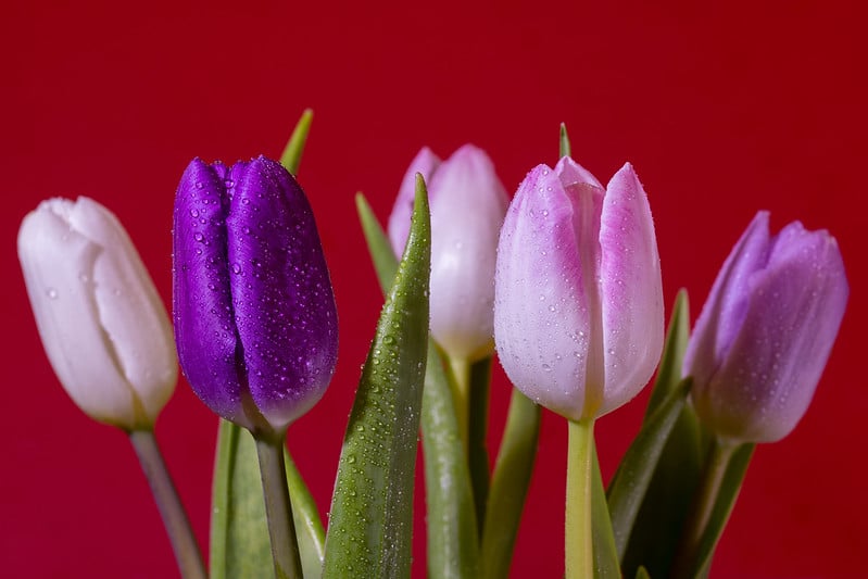 Photo of purple and violet tulips.