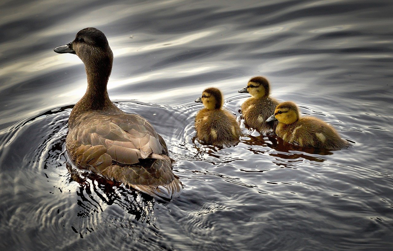 Photo of a mother duck and three little ducklings following her closely.