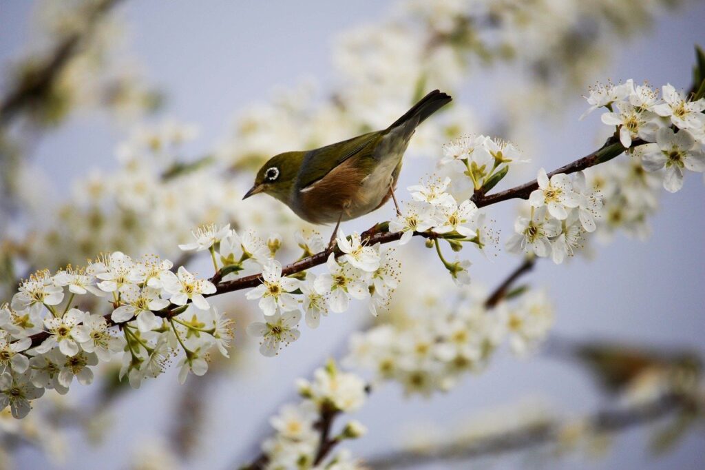 Photo of a bird sitting on a blossoming tree branch in the spring.
