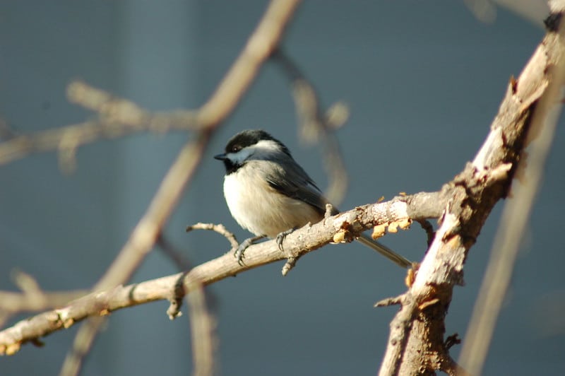 Photo of a Chickadee on a branch.